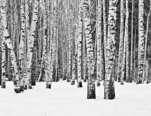What I Learned about Business Success from Shoveling Snow